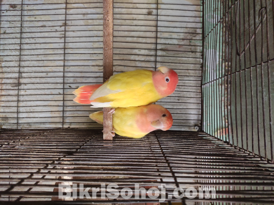 Running Lovebird Pair